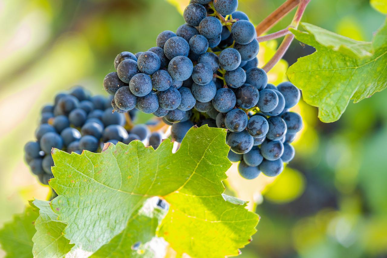 grapes-4480422_1280